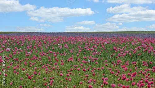 Schlafmohnblüte (Papaver somniferum) in Germerode am Meißner

