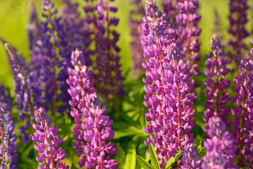 Lupinus  lupin  lupine field with pink purple and blue flowers