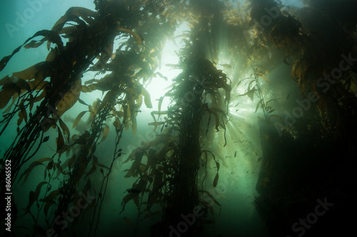 Kelp Forest and Bright Light