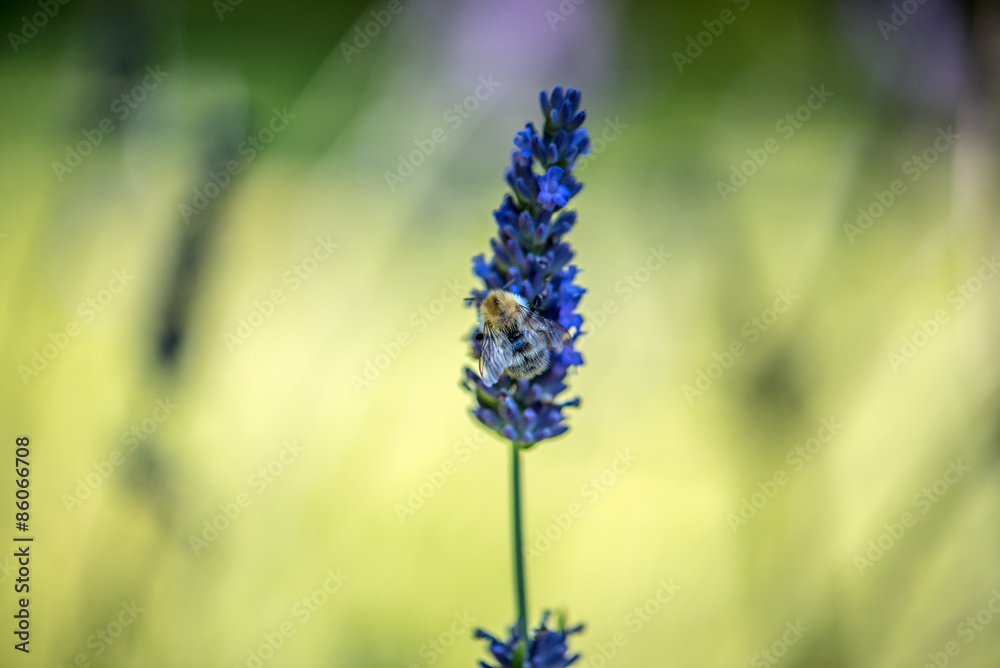 Fototapeta premium Biene