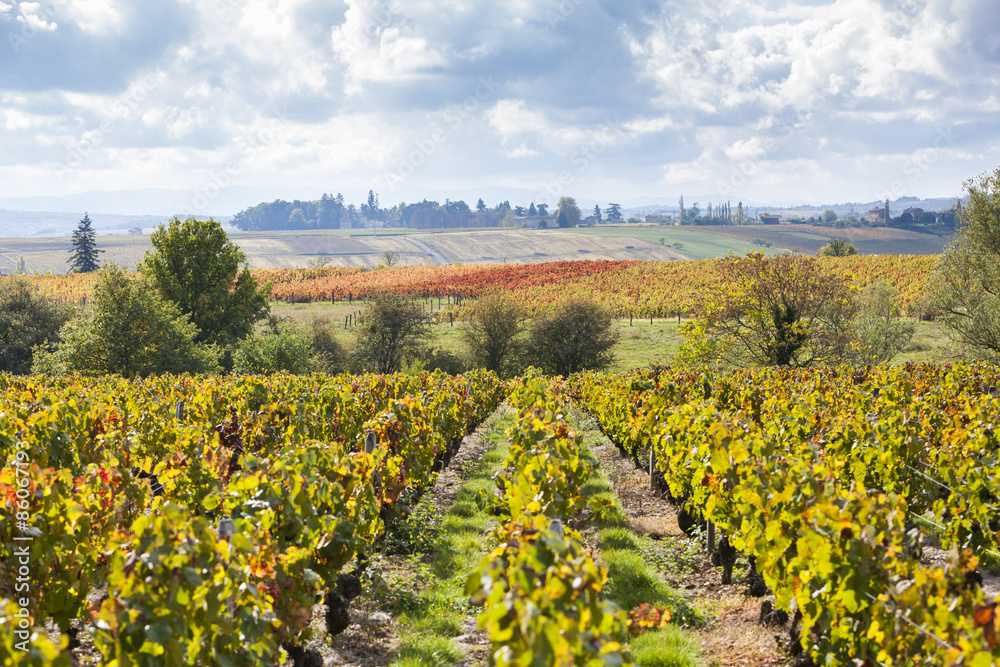 vineyards of Beaujolais, Rhone-Alpes, France