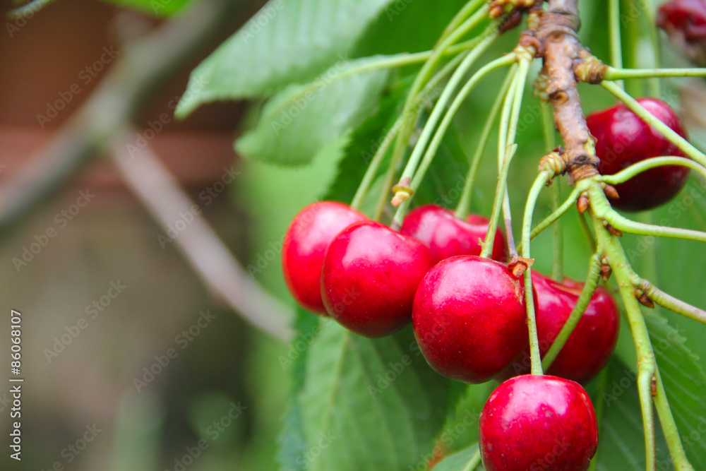 Obraz premium Ripe cherry on branch
