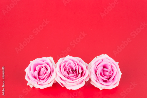 pink and white rose on red background