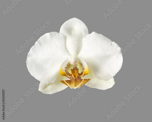 white orchid flower isolated on grey