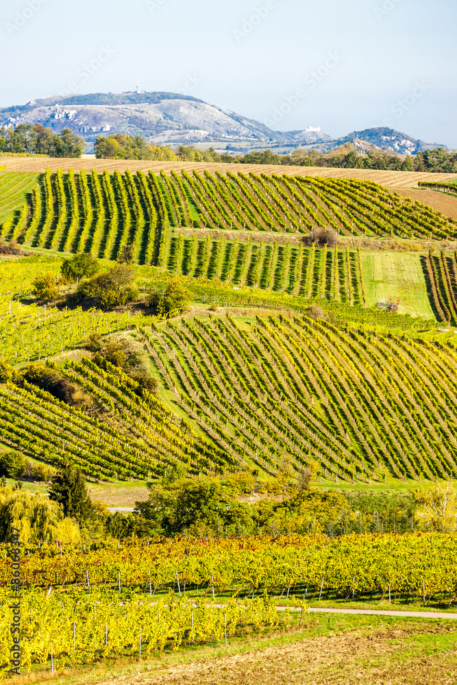 autumnal vineyards near Falkenstein, Lower Austria, Austria