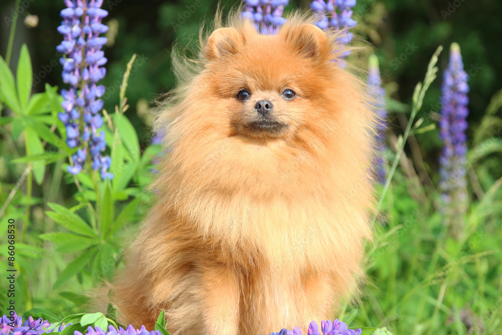 Lovely orange pomeranian spitz in the summer flowers on nature background Lovely orange pomeranian spitz in the summer flowers on nature background