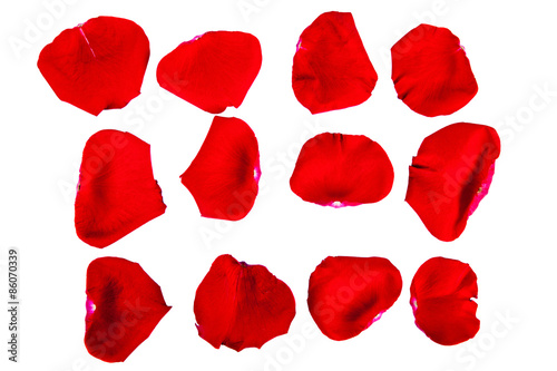 petals of a red rose