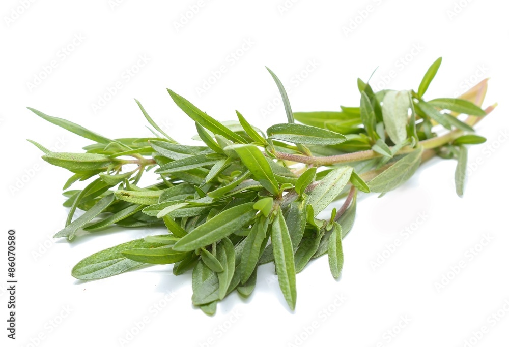 Thyme fresh herb isolated on white background Thyme fresh herb isolated on white background