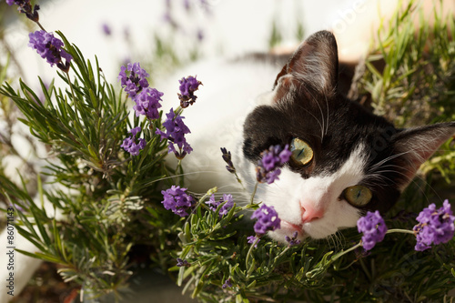 Fototapeta Naklejka Na Ścianę i Meble -  Katze liegt im Lavendel