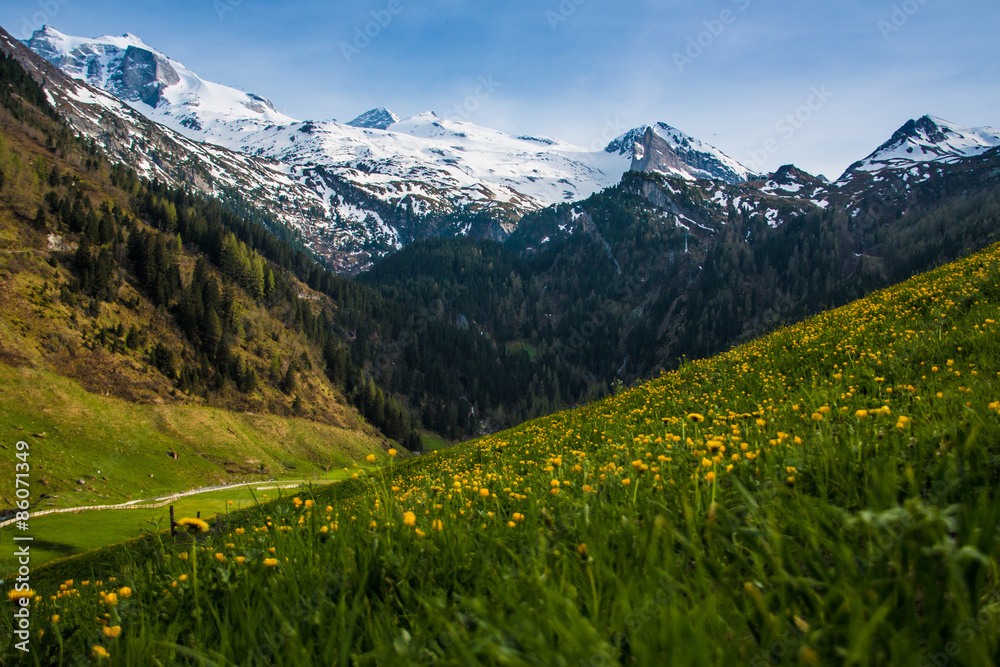 Grüner Hang / Wiese in den Alpen mit Bergen im Hintergrund