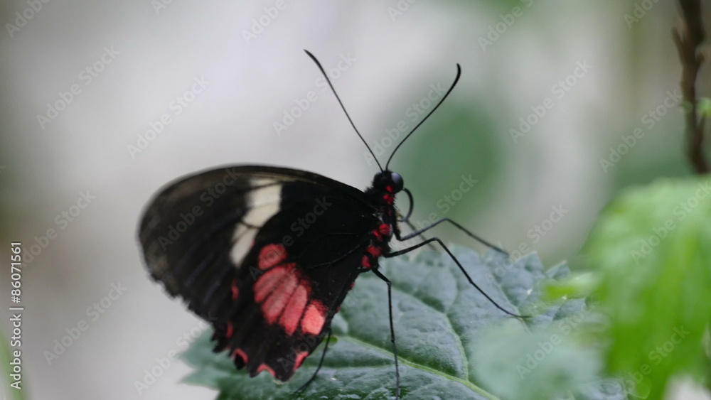 A black butterfly with red spots and long horn. A small black butterfly on a leaf of the plant A black butterfly with red spots and long horn. A small black butterfly on a leaf of the plant