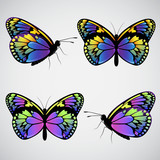 Vector colorful butterflies