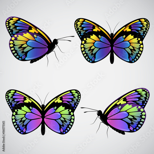 Vector colorful butterflies