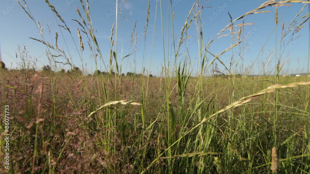 Dolly shot of green grass. Shot With Motorized Slider. Dolly shot of green grass. Shot With Motorized Slider.