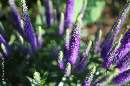 Blooming Salvia purple flower