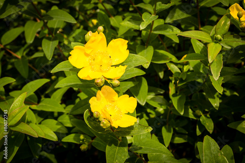 Hypericum patulum Hidcote photo