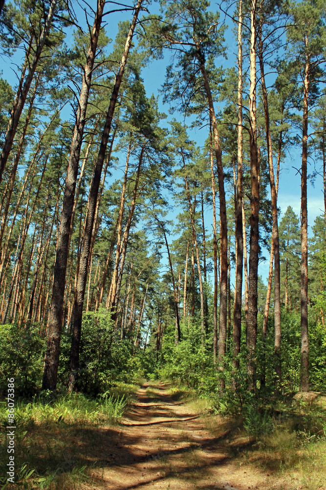 Fototapeta premium Beautiful landscape with road through pine forest.
