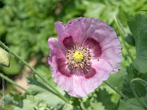 Fototapeta Naklejka Na Ścianę i Meble -  Schlafmohn - Papaver somniferum
