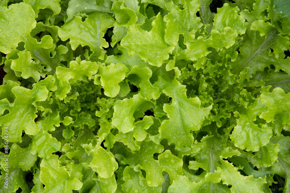 Fresh organic lettuce high angle view