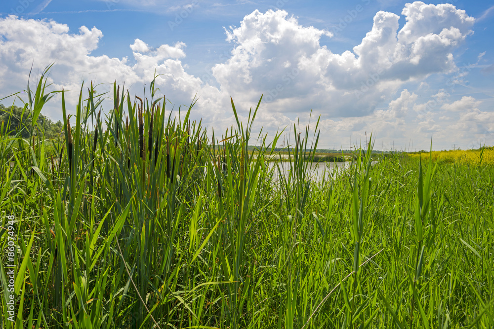 Fototapeta premium Reed along a lake in summer