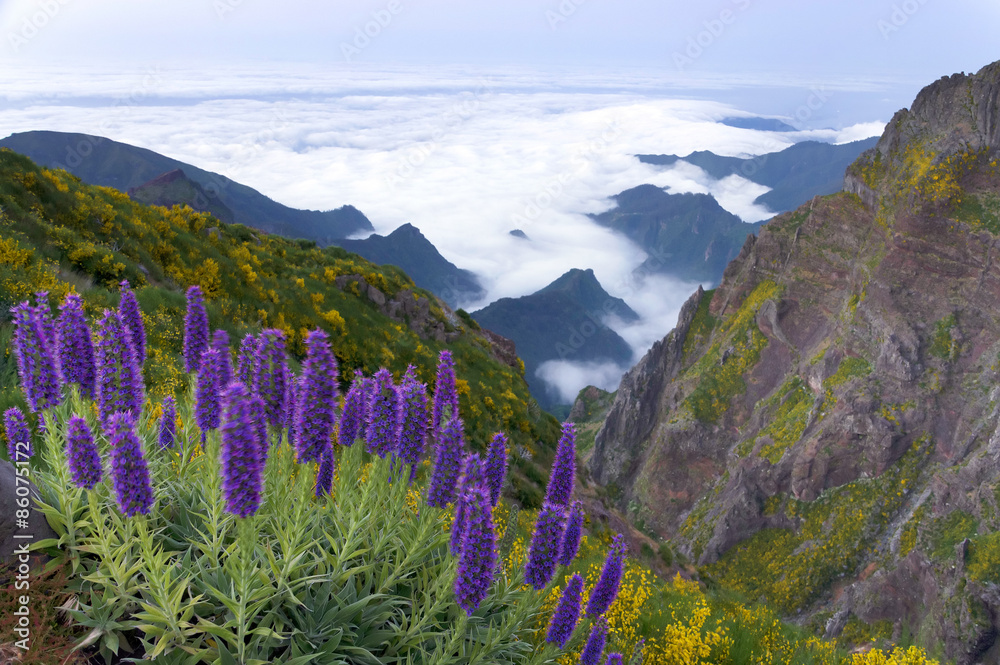 Pride of Madeira - Echium Fastuosum, Pico do Arieiro, Portugal, Europe