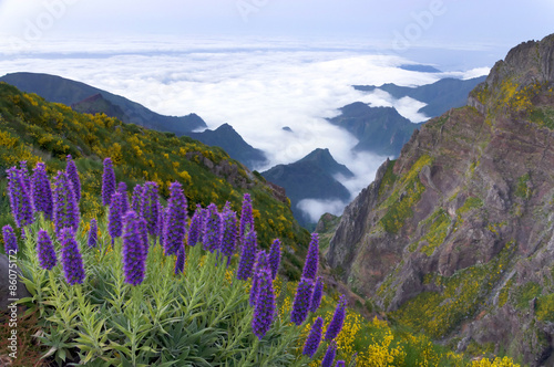 Pride of Madeira - Echium Fastuosum, Pico do Arieiro, Portugal, Europe