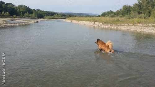 Chien eurasier