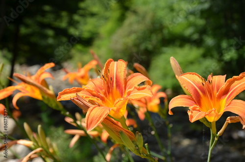 Fototapeta Naklejka Na Ścianę i Meble -  Lilly Plants