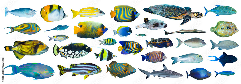 set of many colorful exotic fishes isolated on white background