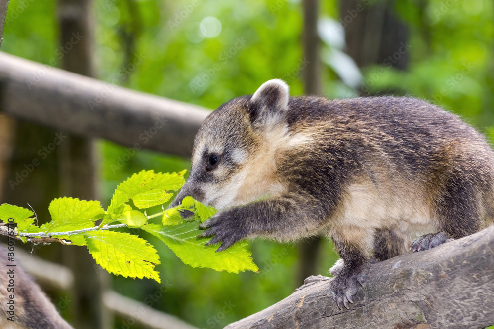 Naklejka premium South American coati (Nasua nasua) baby
