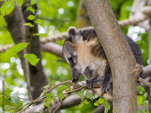 South American coati  Nasua nasua  baby