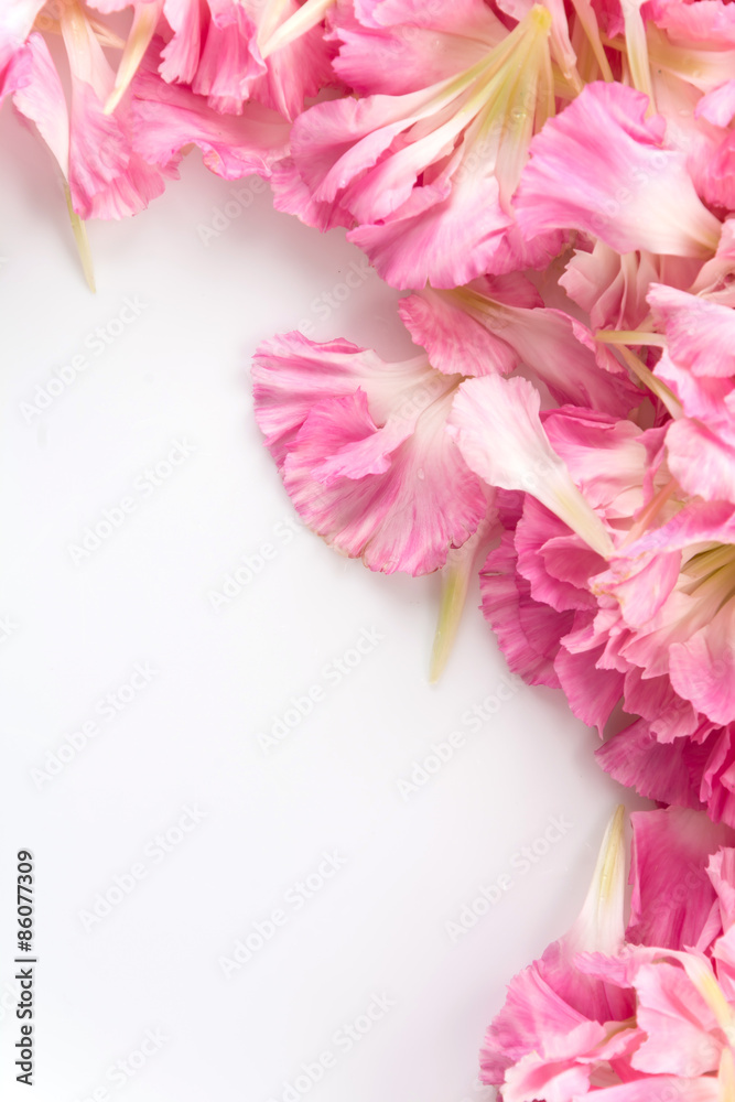 pink carnation flower petals background