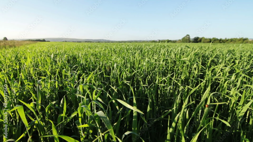 Dolly shot of green grass. Shot With Motorized Slider. Dolly shot of green grass. Shot With Motorized Slider.