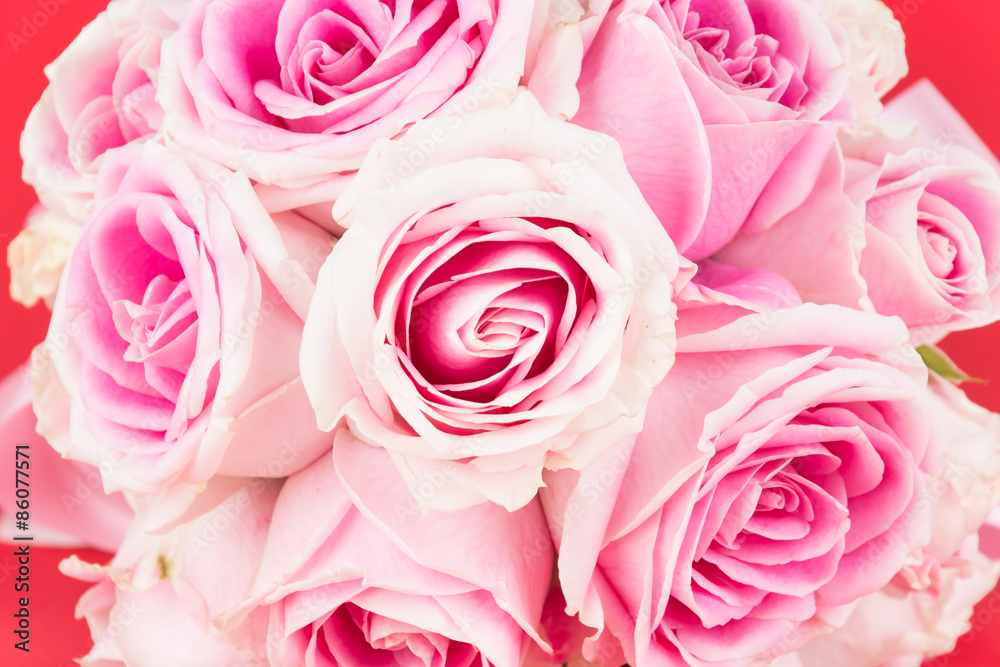 pink and white rose on red background