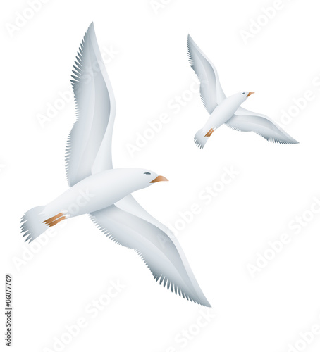 Flying seagulls birds. Eps10 vector illustration. Isolated on