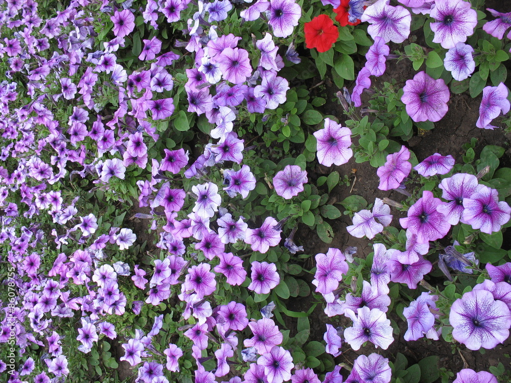 Сиреневые цветы-граммофончики в саду
