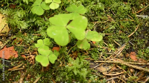 kleiner, winziger Frosch/Kröte hüpft im Wald photo