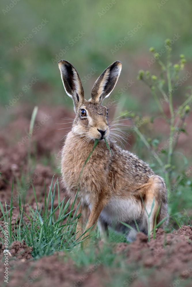 Fototapeta premium Brown hare, Lepus europaeus