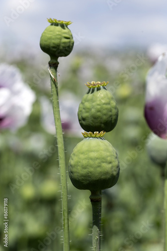 Detail of white Poppyheads 