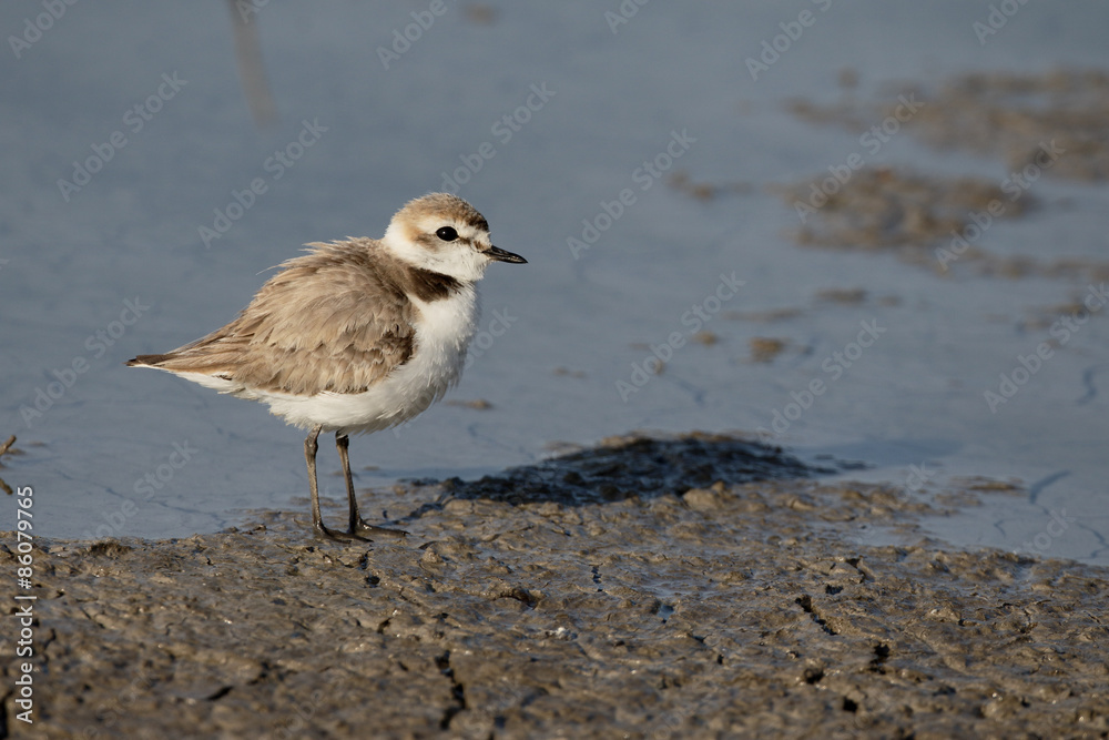 Kentish plover, Charadrius alexandrinus Kentish plover, Charadrius alexandrinus