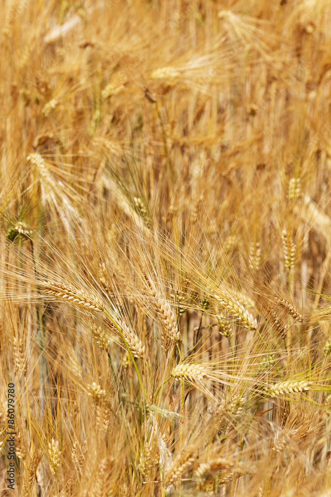 Fototapeta premium Detail of ripe Barley Spikes