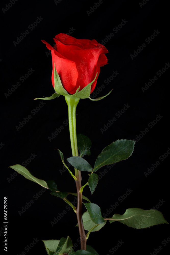 rose on black background rose on black background