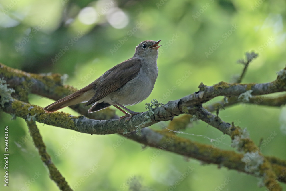 Nightingale, Luscinia megarhynchos Nightingale, Luscinia megarhynchos