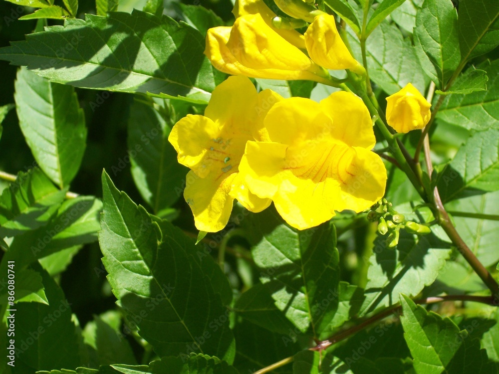 Flora 032 Flora 032
