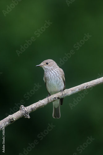 Spotted flycatcher, Muscicapa striata © Erni