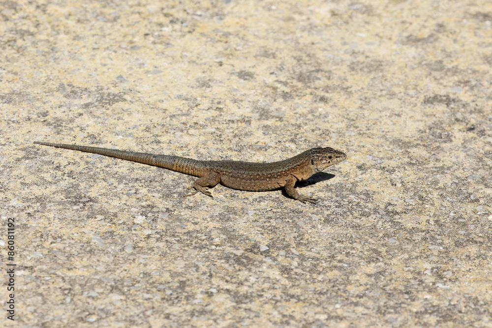 Lilfords wall lizard, Podarcis lilfordi giglioli Lilfords wall lizard, Podarcis lilfordi giglioli