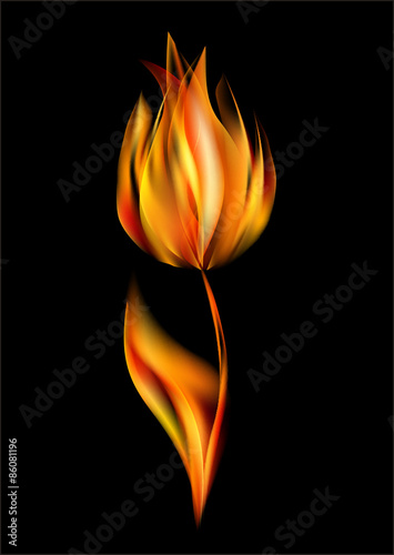 Fototapeta Naklejka Na Ścianę i Meble -  flower of flames closed tulip petals