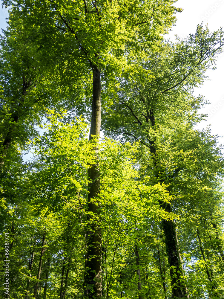 Fototapeta premium Mischwald