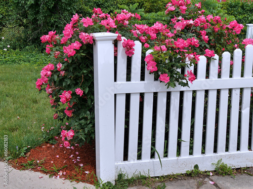 white picket fence with rose bush