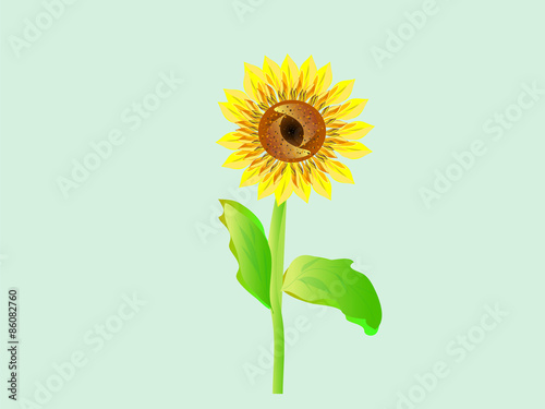 beautiful flower of a sunflower bright colored summer sun